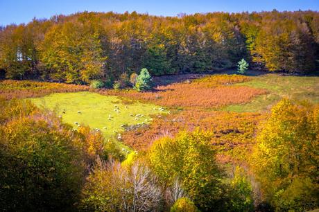 Selva de Irati España, Navarra, Pirineo