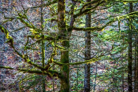 Selva de Irati España, Navarra, Pirineo