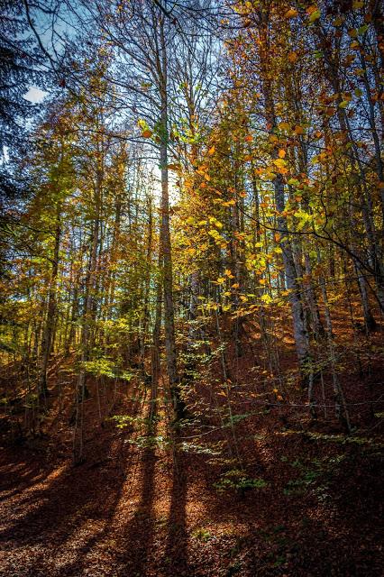 Selva de Irati España, Navarra, Pirineo