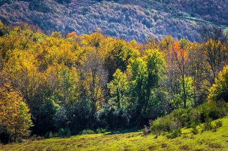 Selva de Irati España, Navarra, Pirineo
