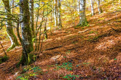 Selva de Irati España, Navarra, Pirineo