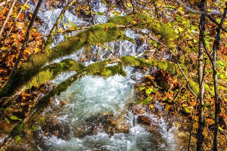 Selva de Irati España, Navarra, Pirineo