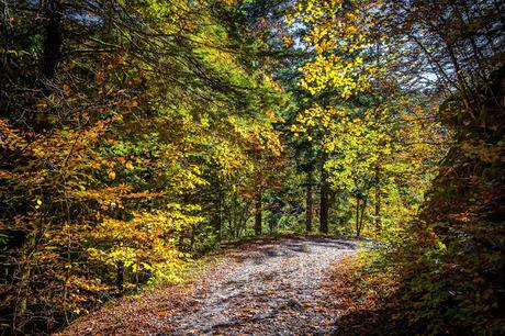Selva de Irati Selva de Irati, buscando los colores del otoño