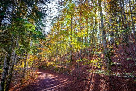 Selva de Irati España, Navarra, Pirineo