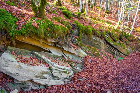 Selva de Irati España, Navarra, Pirineo