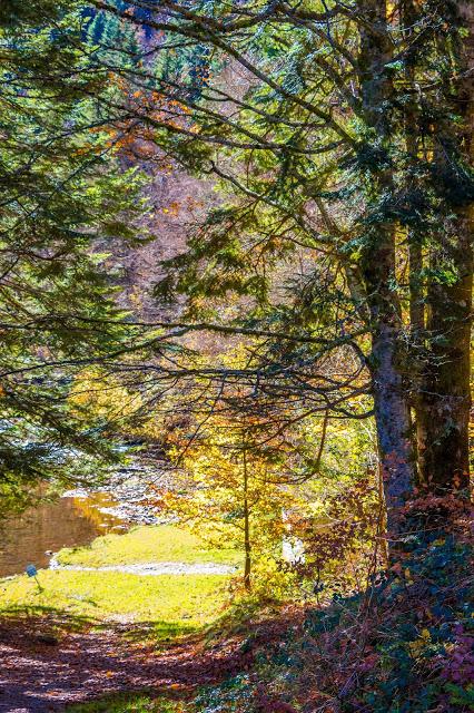 Selva de Irati España, Navarra, Pirineo