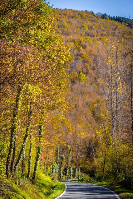 Selva de Irati España, Navarra, Pirineo