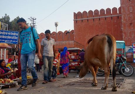 calle-jaipur 