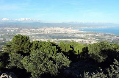 CODORNICES AL AJILLO CODORNICES AL AJILLO