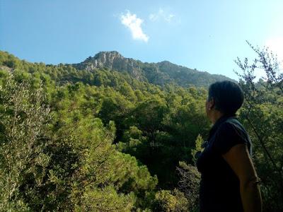 CODORNICES AL AJILLO CODORNICES AL AJILLO