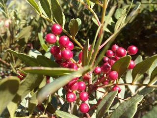 CODORNICES AL AJILLO CODORNICES AL AJILLO