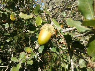 CODORNICES AL AJILLO CODORNICES AL AJILLO