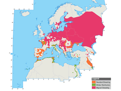 El vuelo del aguilucho lagunero