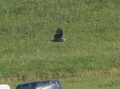 vuelo aguilucho lagunero