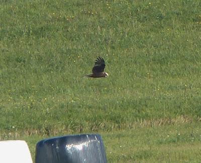 El vuelo del aguilucho lagunero