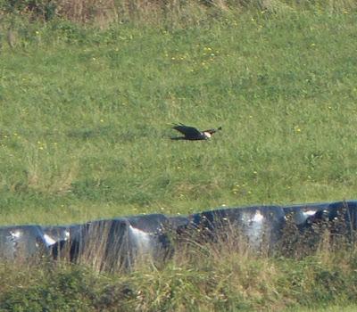 El vuelo del aguilucho lagunero