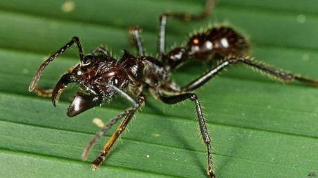El dolor de la picadura de esta hormiga bala puede doler incluso más que recibir un disparo de arma de fuego