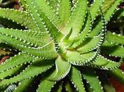 Según NASA, Plantas Para Luchar Contra Insomnio Resfriados