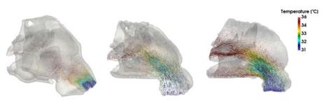 ¿Cómo respiraban los neandertales? ¿Cómo respiraban los neandertales?