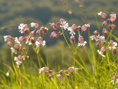 Plantas que eliminan la humedad del ambiente Clavel del aire