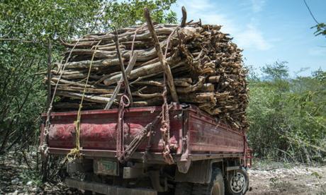 Periodista llama se ponga fin a extración de guaconejo verde y seco en Bahoruco.