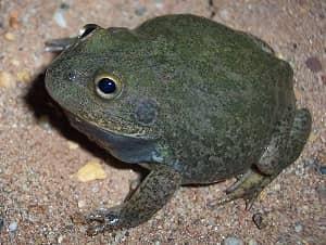 Litoria Platycephala-entre-los-animales-mas-raros-del-mundo