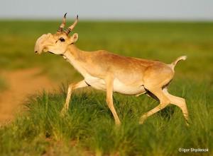 Saiga-Tatarica-entre-los-animales-mas-raros-del-mundo