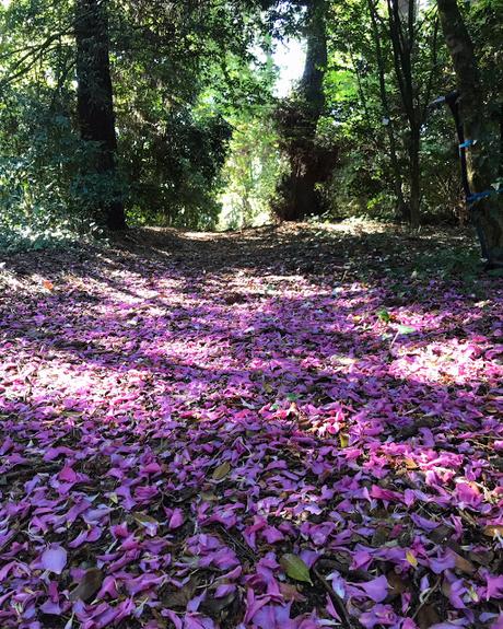 ¡El jardín florido en otoño! The flower garden in autumn!