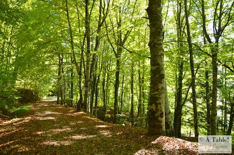 Sendeando por la Selva de Irati y Fábrica de Orbaitzeta