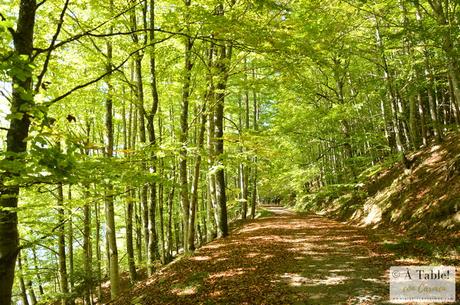 Sendeando por la Selva de Irati y Fábrica de Orbaitzeta