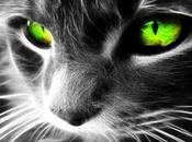 gato protege hogar fantasmas espíritus negativos