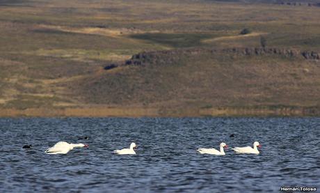 Parque Nacional Laguna Blanca (abril de 2017) Parque Nacional Laguna Blanca (abril de 2017)