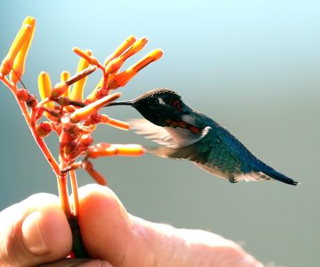 Este colibrí es el ave más pequeña del mundo