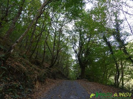 Ruta Pomar de las Montañas: Bosque