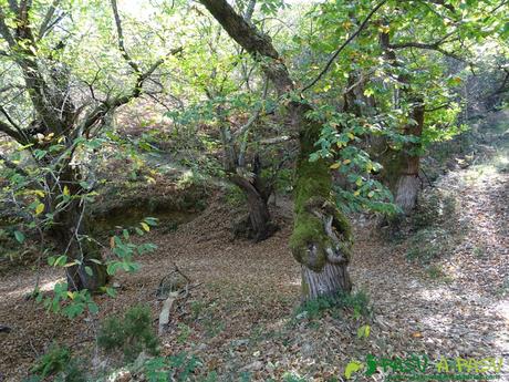 Ruta Pomar de las Montañas: Castaños