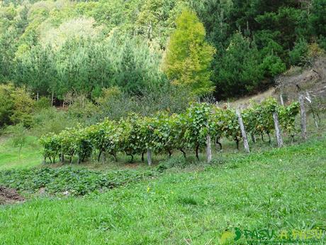 Ruta de POMAR DE LAS MONTAÑAS desde BESULLO, Cangas del Narcea Ruta Pomar de las Montañas: Vides