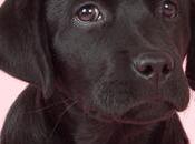 Fotografía Labrador