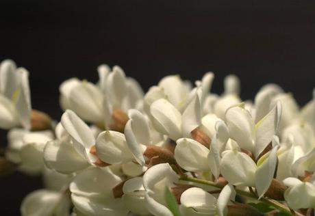 ACACIA, MIEL Y NATURALEZA.