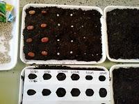 UN EXPERIMENTO CON LA SIEMBRA DE SEMILLAS DE OTOÑO UN EXPERIMENTO CON LA SIEMBRA DE SEMILLAS DE OTOÑO