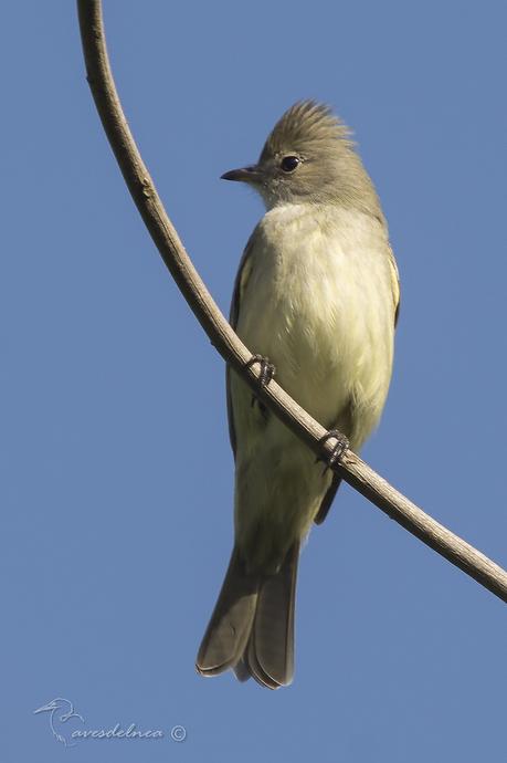 Fiofío grande (Large Elaenia) Elaenia spectabilis