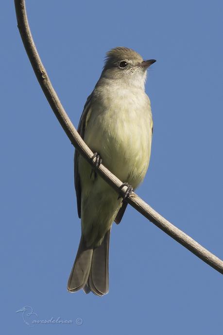 Fiofío grande (Large Elaenia) Elaenia spectabilis