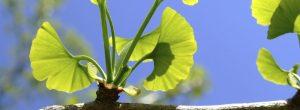 Cómo evitar los errores del suplemento de Hoodia Ginkgo biloba