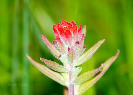 (Castilleja lithospermoides)