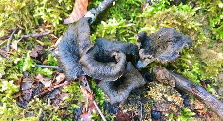 Trompetas de la muerte