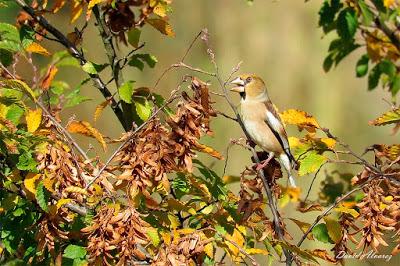 Irrupciones de aves, producción de semillas y cambio climático