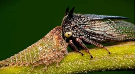 Cladonota Inflatus -entre-los-insectos-extremadamente-raros