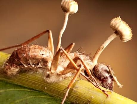 Cordyceps Unilateralis -entre-los-insectos-extremadamente-raros