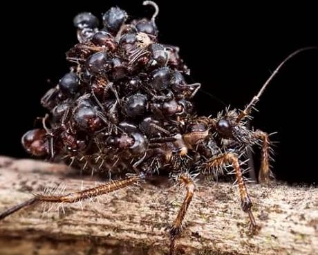 Acanthaspis Petax -entre-los-insectos-extremadamente-raros