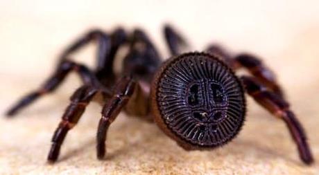 Cyclocosmia Truncata Cyclocosmia Truncata-entre-los-insectos-extremadamente-raros