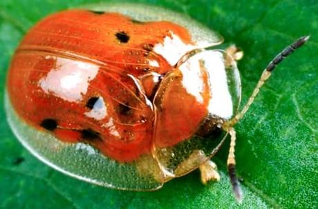 Charidotella Sexpunctata-entre-los-insectos-extremadamente-raros